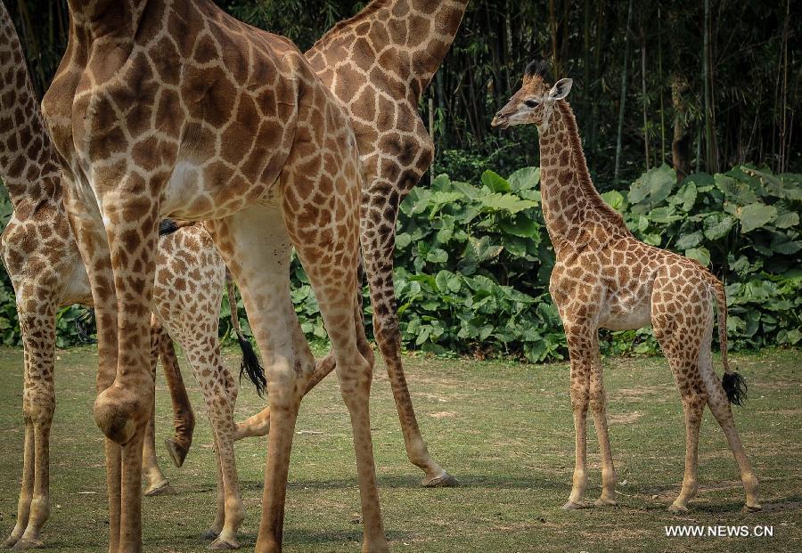 A newborn giraffe (R) with a height of 1.8 meters is seen at the Chimelong Safari Park in Guangzhou, capital of south China's Guangdong Province, March 6, 2013. The park has witnessed a reproductive peak since the beginning of the lunar new year with a lot of newborn animals of dozens of species added to the zoo. (Xinhua/Liu Dawei)  
