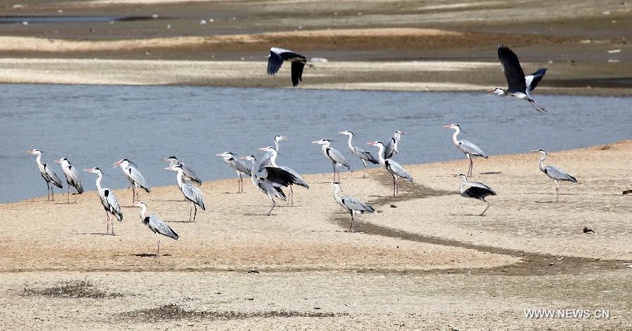 Egrets rest at the Poyang Lake in Duchang County, east China's Jiangxi Province, March 7, 2013. As the weather turned warmer, many summer migratory birds cluster in the Poyang Lake for migration. (Xinhua/Fu Jianbin) 