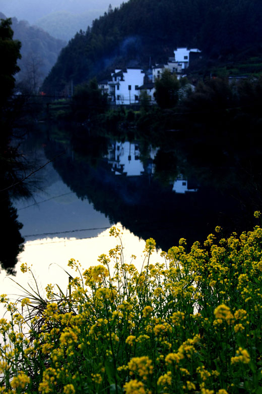 The blooming rape flowers merge with typical Hui-style architectures in Huangshan, eastern China's Anhui province, March 4, 2013. (Xinhua/Shi Guangde)