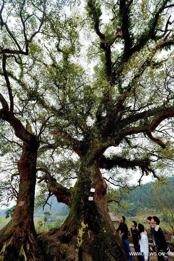 Tourists view an ancient camphor tree at the Poshi Village in Jianyang City, southeast China's Fujian Province, March 1, 2013. A statue of Zhu Xi (1130-1200), a renowned Chinese ideologist, philosopher and educator during the Southern Song Dynasty (1127-1279), was set inside the 36-meter-high camphor tree. The statue, which is 0.6 meter in height, was initially made at a crack of the tree to commemorate Zhu Xi. Later with the self healing of the crack in the following years, the statue was finally hidden inside the tree and could only be seen through a small hole. (Xinhua/Zhang Guojun) 