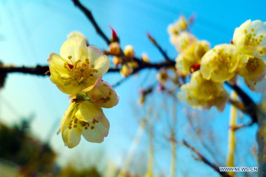 Cherry blossoms are seen in Zaozhuang City, east China's Shandong Province, March 13, 2013. (Xinhua/Liu Mingxiang)