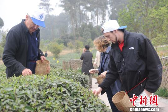Guests experience tea-picking in Pujiang garden Sunday in Sichuan province. (Photo source: Chinanews.com/ Zhang Lang)
