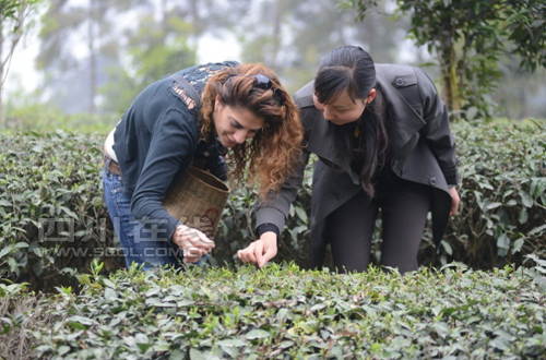 Guests experience tea-making process Sunday on the fourth China Tea Festival held Sunday in Pujiang County, Sichuan province. (Photo source: Scol.com.cn)