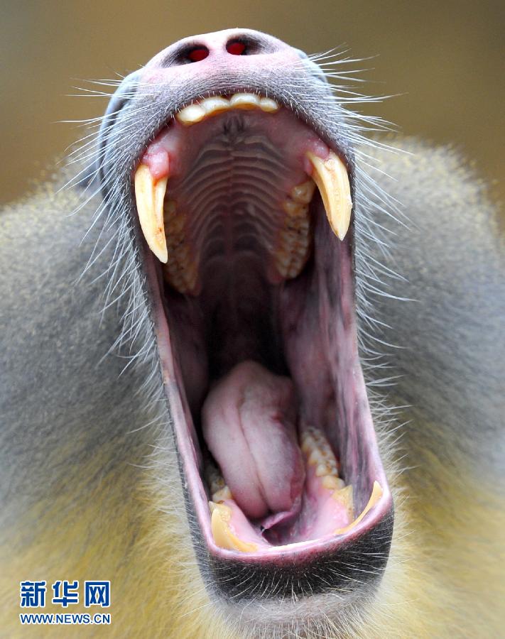 The head of the Mandrill horde Napo yawns at the Africa house of the zoo in Dresden, Germany on March 12, 2013. The Mandrill group recently increased to six primates as mother Ikela gave birth to 'Tacari'. (Xinhua /AP)