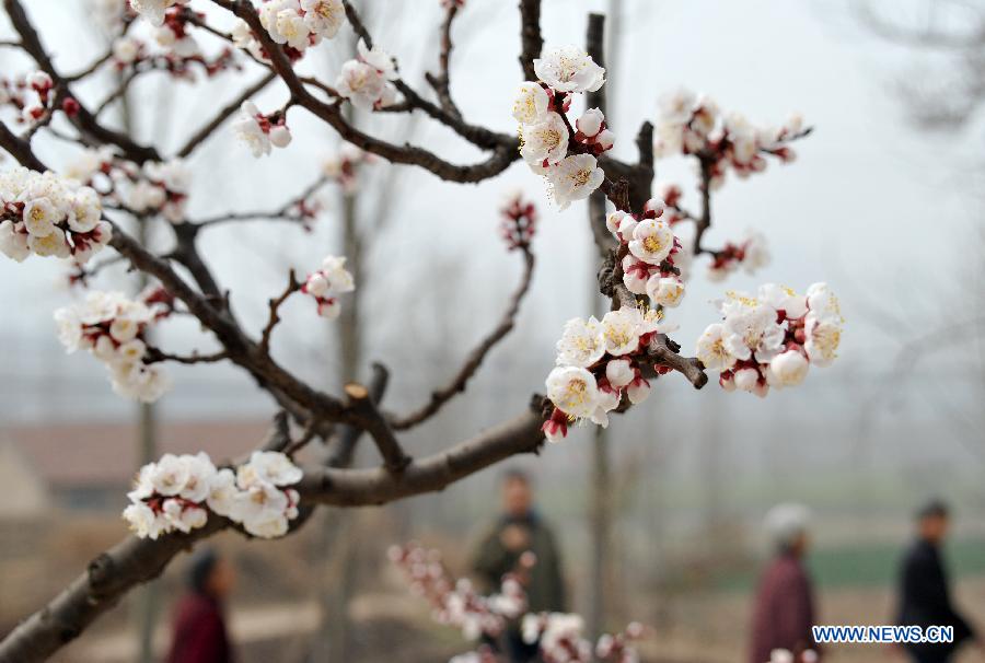 Photo taken on March 18, 2013 shows the apricot blossom in Zhangxia Town in the Changqing District of Jinan, capital of east China's Shandong Province. More than 200 hectares of apricot trees have been planted in the town, expected to produce 3,500 tons of apricots.(Xinhua/Xu Suhui)
