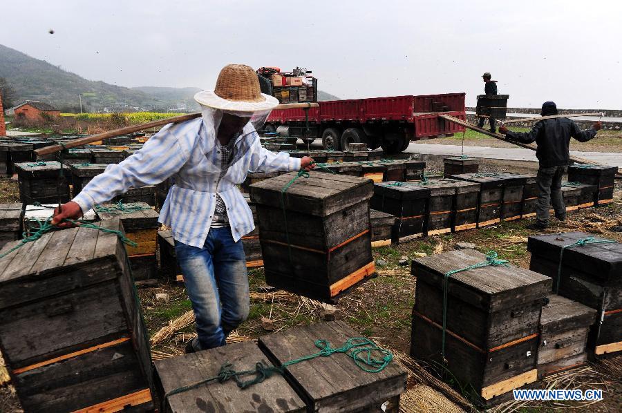 Apiarists carry their beehives to a truck as they move to Anqing City in east China's Anhui Province after 3-month rehabilitation in Cixi City, east China's Zhejiang Province, March 18, 2013. As weather warms up, apiarists are busy with keeping bees.(Xinhua/Yao Feng)