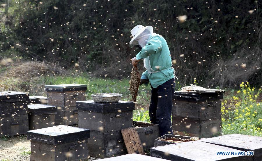 An apiarist checks a beehive in Duchang County of Jiujiang City, east China's Jiangxi Province, March 18, 2013. As weather warms up, apiarists are busy with keeping bees. (Xinhua/Fu Jianbin)