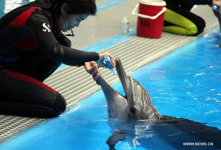 A specialist carries out oral care for a dolphin at the Marine Mammals Breeding and Research Center of the Ocean Park in Hong Kong, south China, March 19, 2013. The Marine Mammals Breeding and Research Center of the Ocean Park Hong Kong was put into use in November 2009. The center now accommodates 10 dolphins which are nursed and trained by 10 specialists. (Xinhua/Li Peng)  