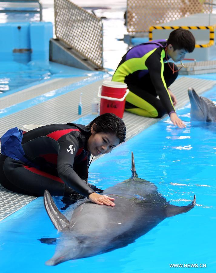 A specialist massages a dolphin at the Marine Mammals Breeding and Research Center of the Ocean Park in Hong Kong, south China, March 19, 2013. The Marine Mammals Breeding and Research Center of the Ocean Park Hong Kong was put into use in November 2009. The center now accommodates 10 dolphins which are nursed and trained by 10 specialists. (Xinhua/Li Peng)  