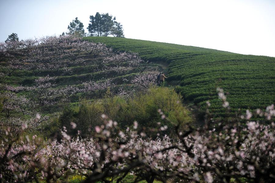 Farmers pick tea leaves at a plantation in Huzhou, east China's Zhejiang Province, March 21, 2013. Tea plantations in Huzhou have entered this year's harvest season of tea. (Xinhua/Huang Zongzhi) 