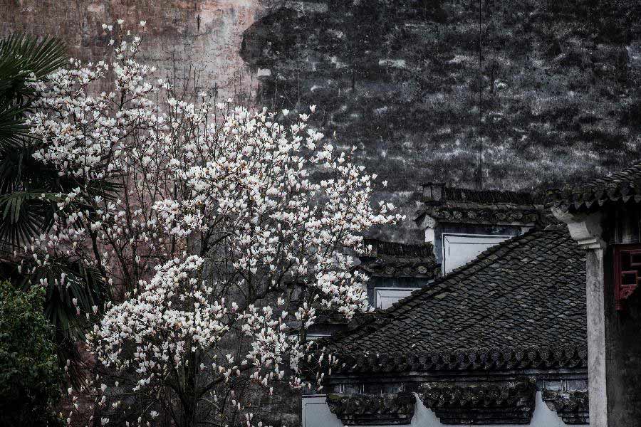Magnolia flowers are seen in front of ancient houses in Huangshan City, east China's Anhui Province, March 19, 2013. (Xinhua/Wang Wen)