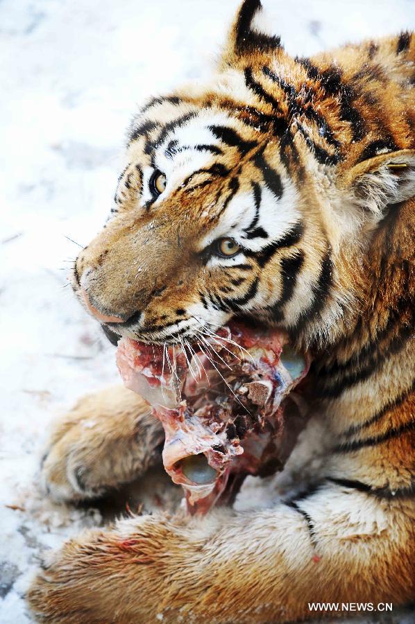 A Siberian tiger eats meat in the Siberian Tiger Park, world's largest Siberian tiger artificial breeding base, in Harbin, capital of northeast China's Heilongjiang Province, March 22, 2013. Siberian tigers, also known as Amur or Manchurian tigers, mainly live in east Russia, northeast China and northern part of the Korean Peninsula. (Xinhua/Wang Jianwei) 