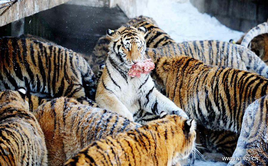 Siberian tigers scramble for food in the Siberian Tiger Park, world's largest Siberian tiger artificial breeding base, in Harbin, capital of northeast China's Heilongjiang Province, March 22, 2013. Siberian tigers, also known as Amur or Manchurian tigers, mainly live in east Russia, northeast China and northern part of the Korean Peninsula. (Xinhua/Wang Jianwei) 