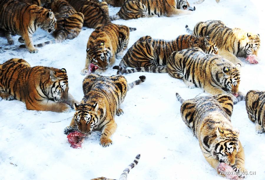 Siberian tigers eat meat in the Siberian Tiger Park, world's largest Siberian tiger artificial breeding base, in Harbin, capital of northeast China's Heilongjiang Province, March 22, 2013. Siberian tigers, also known as Amur or Manchurian tigers, mainly live in east Russia, northeast China and northern part of the Korean Peninsula. (Xinhua/Wang Jianwei) 