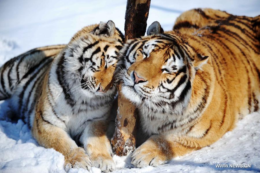Siberian tigers frolic in the Siberian Tiger Park, world's largest Siberian tiger artificial breeding base, in Harbin, capital of northeast China's Heilongjiang Province, March 22, 2013. Siberian tigers, also known as Amur or Manchurian tigers, mainly live in east Russia, northeast China and northern part of the Korean Peninsula. (Xinhua/Wang Jianwei) 