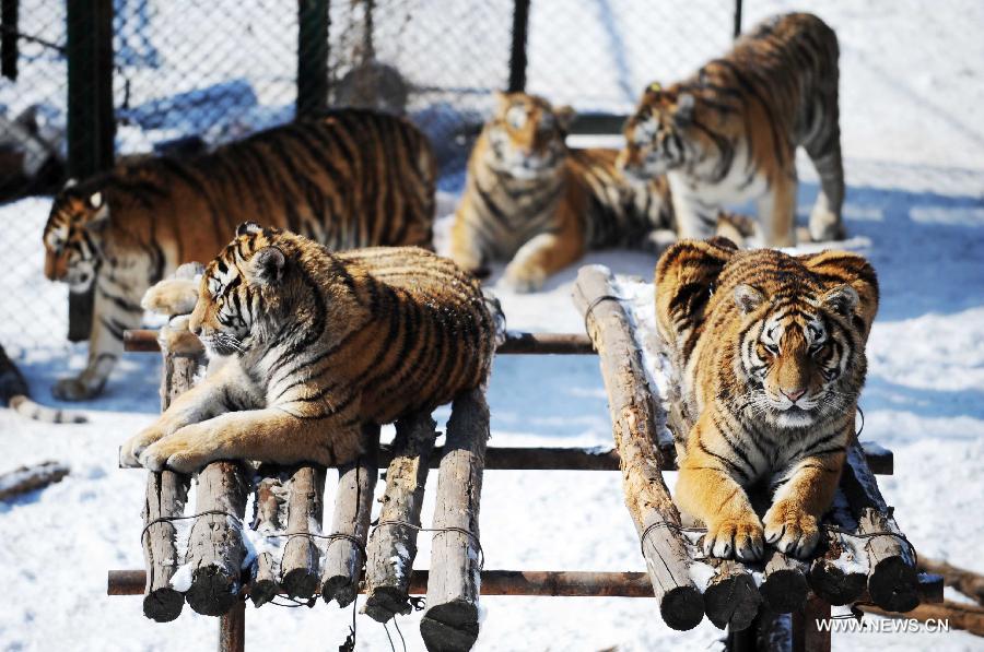 Siberian tigers rest in the Siberian Tiger Park, world's largest Siberian tiger artificial breeding base, in Harbin, capital of northeast China's Heilongjiang Province, March 22, 2013. Siberian tigers, also known as Amur or Manchurian tigers, mainly live in east Russia, northeast China and northern part of the Korean Peninsula. (Xinhua/Wang Jianwei)
