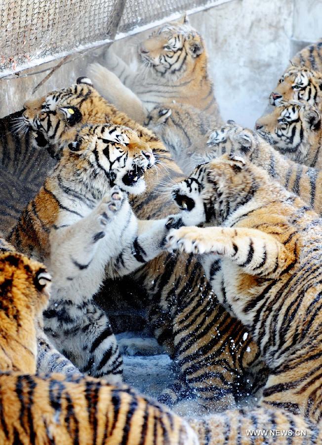 Siberian tigers scramble for food in the Siberian Tiger Park, world's largest Siberian tiger artificial breeding base, in Harbin, capital of northeast China's Heilongjiang Province, March 22, 2013. Siberian tigers, also known as Amur or Manchurian tigers, mainly live in east Russia, northeast China and northern part of the Korean Peninsula. (Xinhua/Wang Jianwei) 
