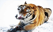 Siberian tigers rest in snow in NE China