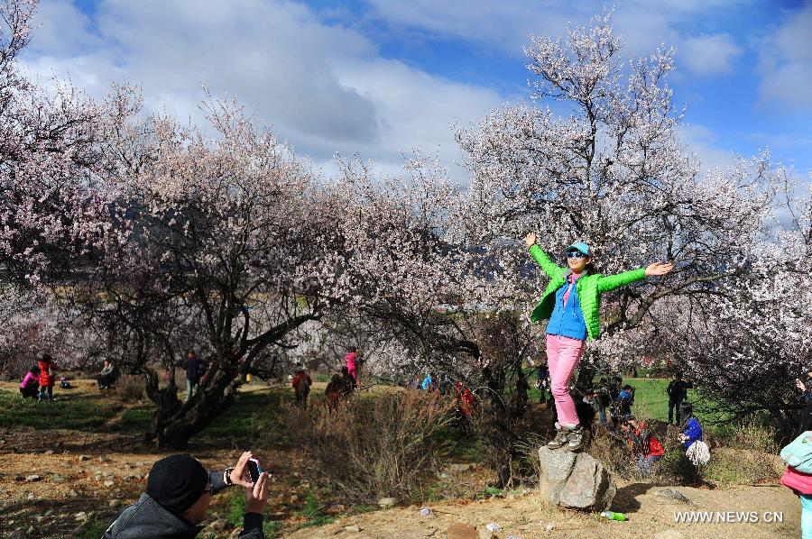 A visitor poses for photos in front of a peach tree in Nyingchi, southwest China's Tibet Autonomous Region, March 23, 2013. The 11th Nyingchi Peach Flower Cultural Tourism Festival kicked off on Saturday, attracting numbers of tourists. (Xinhua/Wen Tao)