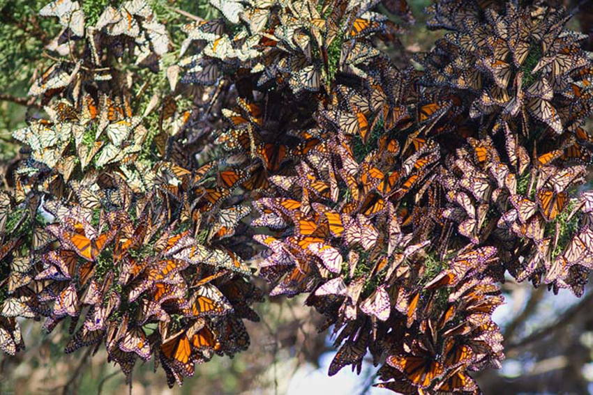 Migration of Monarch butterflies (Photo/huanqiu.com)