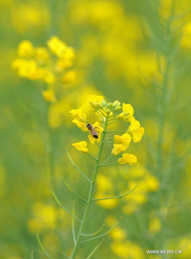 A bee gathers honey on the rape flowers in Hanzhong City, northwest China's Shaanxi Province, March 25, 2013. More than 70,000 hectares of rape flowers have been in full bloom recently. (Xinhua/Ding Haitao)
