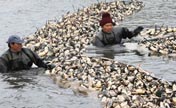 Farmers harvest lotus roots from a lake in Xuyi county