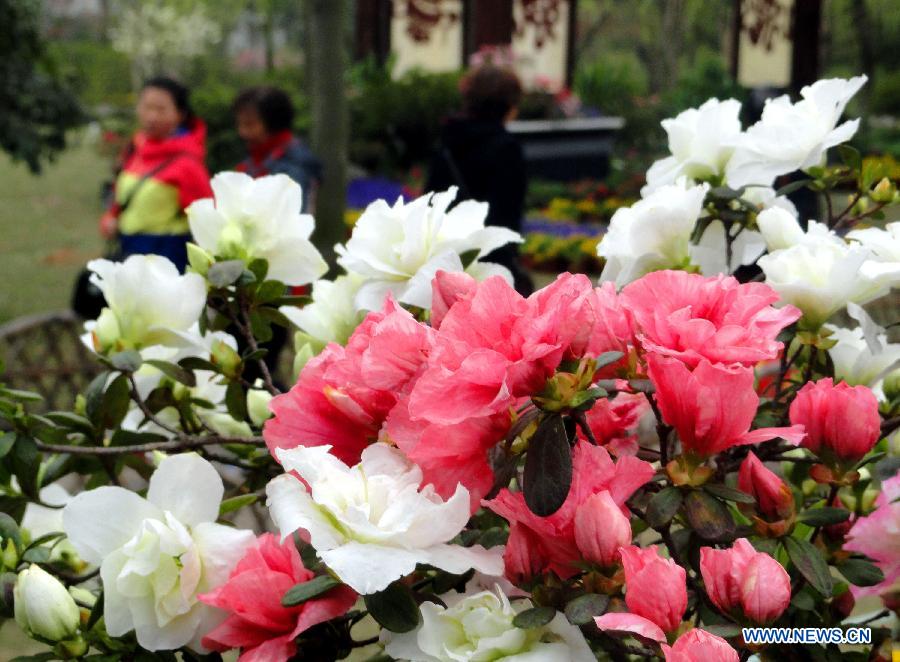 Visitors walk past azalea blossoms at the Humble Administrator's Garden in Suzhou City, east China's Jiangsu Province, March 28, 2013. (Xinhua/Wang Jiankang)