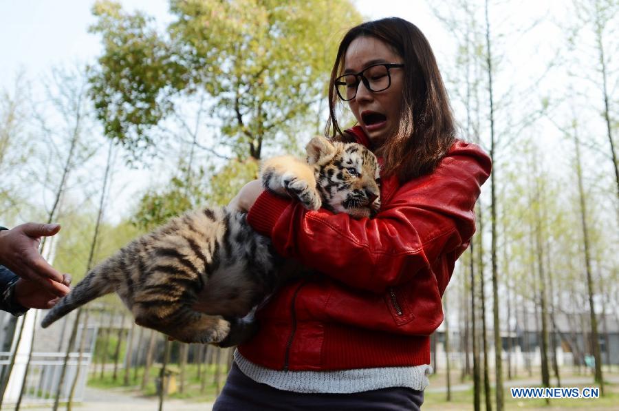 A tourist holds a newly born tiger cub in the Zhuyuwan Zoo in Yangzhou, east China's Jiangsu Province, April 1, 2013. A pair of one-month-old tiger cub twins met with public on Monday for the first time since their birth. (Xinhua/Meng Delong) 