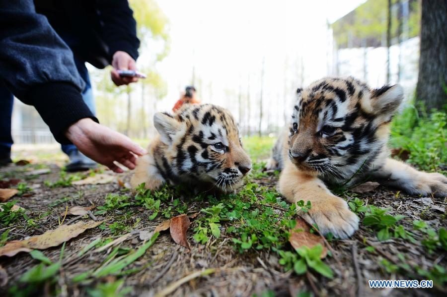 A pair of newly born tiger cub meet with tourists in the Zhuyuwan Zoo in Yangzhou, east China's Jiangsu Province, April 1, 2013. The one-month-old twins met with public on Monday for the first time since their birth. (Xinhua/Meng Delong) 