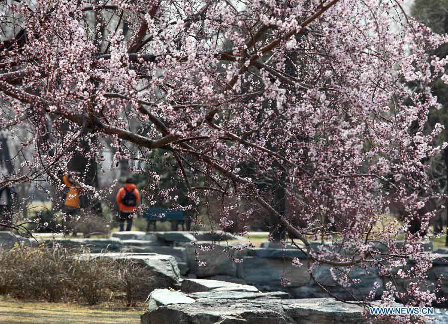 Photo taken on April 1, 2013 shows peach blossoms in the Summer Palace in Beijing, capital of China. (Xinhua/Wang Xibao)