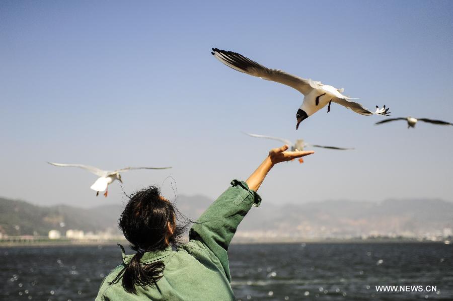 A visitor feeds a black-headed gull by the Dianchi Lake in Kunming, capital of southwest China's Yunnan Province, April 4, 2013, the first day of the three-day Qingming Festival holidays. (Xinhua/Zhang Ke Ren) 
