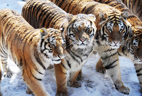 Two more reserves for Siberian tigers