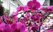 Orchid Show held in Frankfurt, Germany