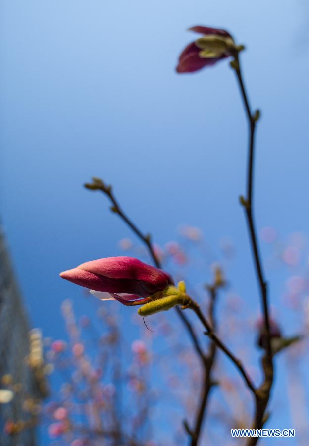 Photo taken on April 6, 2013 shows magnolia flowers in Beijing, capital of China. (Xinhua/Luo Xiaoguang)