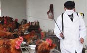 18th bird-flu case recorded in East China
