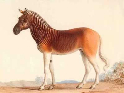 Quagga:half zebra & half horse (extinct since 1883) 