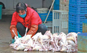 Avian flu quiets song in bird market