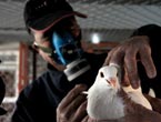 Prevention efforts to fight against H7N9 