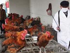 18th bird-flu case recorded