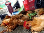 Shanghai starts culling fowl
