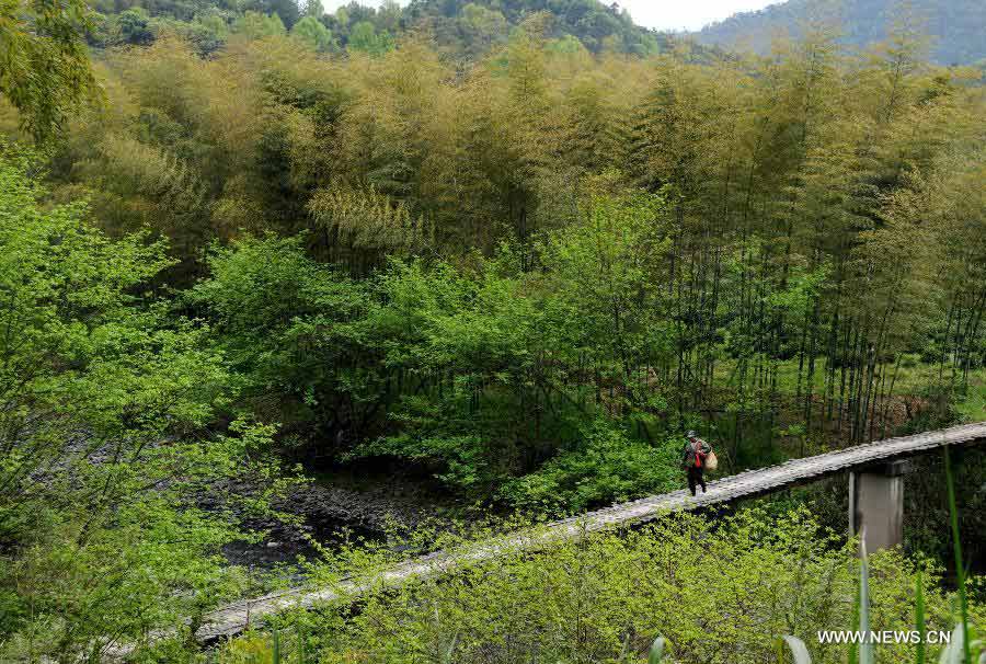 A tea grower walks on a wooden bridge under the Huangshan Mountain in east China's Anhui Province, April 8, 2013. (Xinhua/Yan Yan) 
