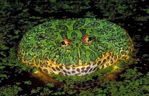 World's ugliest frogs  (2)