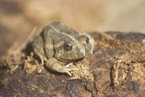 World's ugliest frogs  (9)