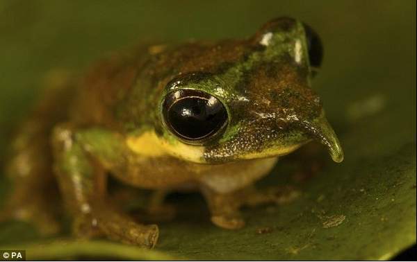 World's ugliest frogs  (4)