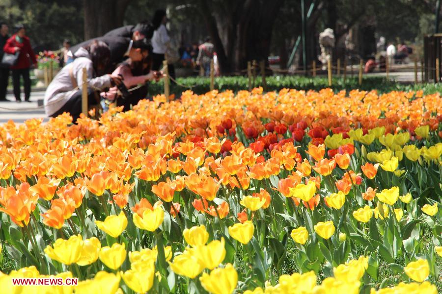 Visitors view tulip flowers at the Zhongshan Park in Beijing, capital of China, April 16, 2013. (Xinhua/Wang Yueling)
