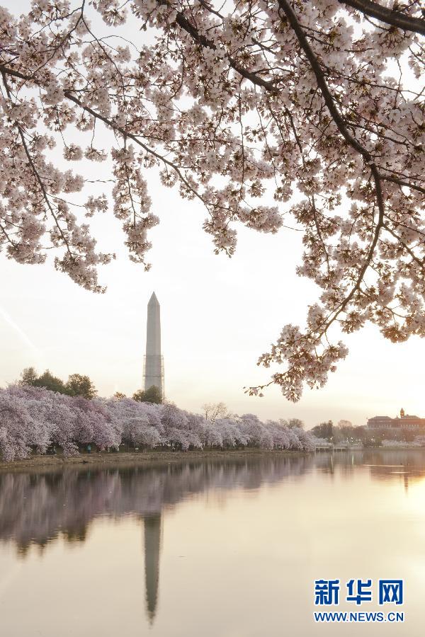 Cherry blossoms are in full bloom along the Tidal Basin in Washington on April 9. (Xinhua/Zhang Jun)