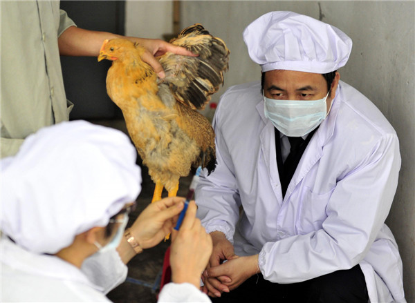 Staff members from Guangdong Entry-Exit Inspection and Quarantine Bureau take blood samples from a chicken for inspection in Guangzhou, on April 16, 2013. The bureau is taking measures to ensure the safety of poultry supplied to Hong Kong and Macao, such as examining registered poultry breeding farms, monitoring pathogens of bird flu, and inspection of live poultry before export. As of April 16, no H7N9 cases were found in the 39 registered poultry breeding farms under the bureau's jurisdiction. [Photo/Xinhua] 
