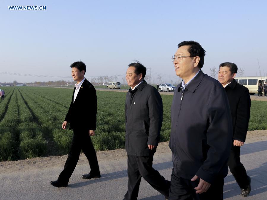 Zhang Dejiang (2nd R), chairman of the Standing Committee of the National People's Congress, inspects the demonstrative wheat fields in Tangshan Town, Zibo City in east China's Shandong Province, April 16, 2013. Zhang made an inspection tour in Shandong from April 15 to 17. (Xinhua/Ding Lin)