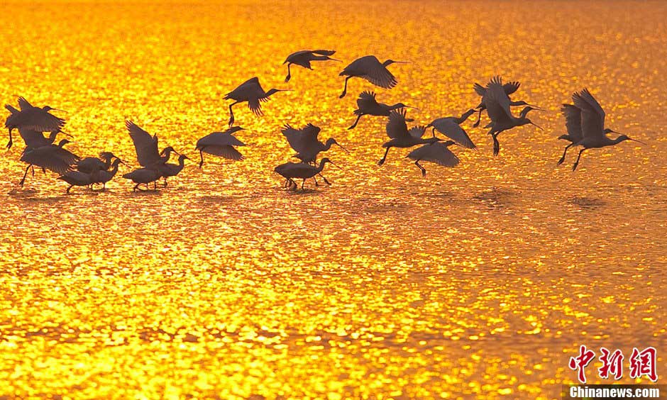 Black-faced Spoonbills are seen in the shallows in Yancheng, East China's Jiangsu Province, April 16, 2013. Since mid-March, over one thousand Black-faced Spoonbills stopped off in Yancheng on their way to the north. Black-faced Spoonbill has the most restricted distribution of all spoonbills, and it is the only one regarded as endangered. 