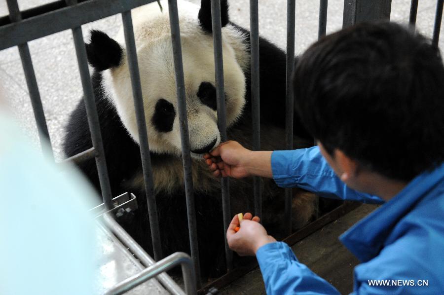 A giant panda is fed at the Bifengxia Panda Base, located about 20 km from the epicenter of a 7.0-magnitude earthquake on April 20, in Ya'an City, southwest China's Sichuan Province, April 24, 2013. Giant panda habitats near the epicenter of the earthquake that jolted Lushan County of Ya'an City have suffered only minor effects from the natural disaster. All 61 giant pandas at Bifengxia Panda Base are safe, according to local authorities. (Xinhua/Li Ziheng)
